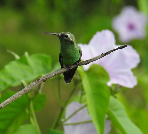 White-tailed Goldenthroat