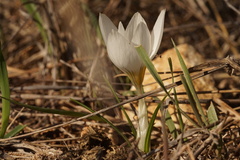 Crocus aleppicus