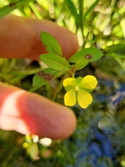 Ludwigia octovalvis