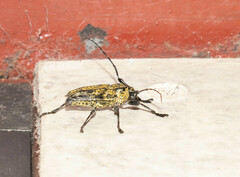 Steirastoma histrionicum