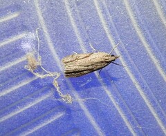 Eudonia bisinualis