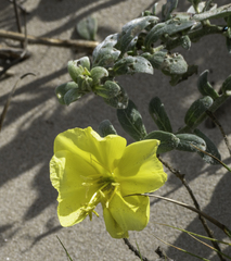 Oenothera drummondii