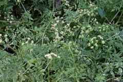 Oenanthe javanica