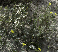 Oenothera drummondii