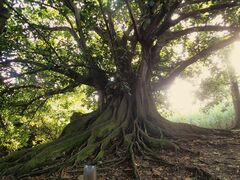 Ficus citrifolia
