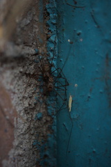 Physocyclus globosus