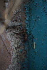 Physocyclus globosus