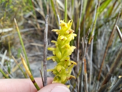 Disa cylindrica
