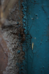 Physocyclus globosus