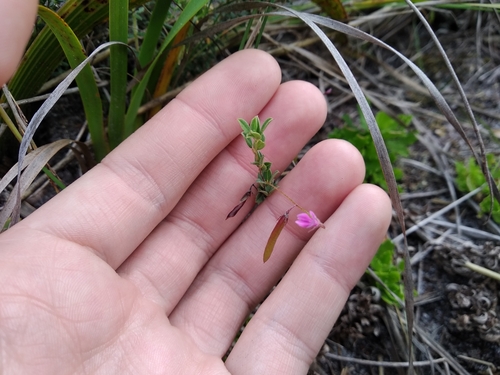Image of Indigofera sarmentosa by (c) De Waal Hugo, some rights reserved (CC BY)
