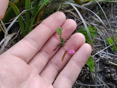 Indigofera sarmentosa