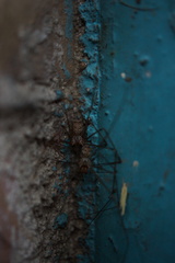 Physocyclus globosus