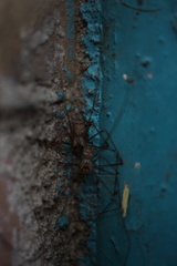 Physocyclus globosus