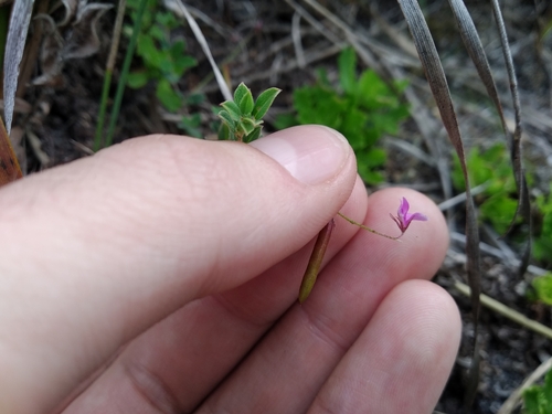 Image of Indigofera sarmentosa by (c) De Waal Hugo, some rights reserved (CC BY)