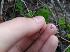 Indigofera sarmentosa