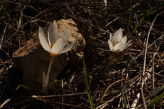 Crocus aleppicus