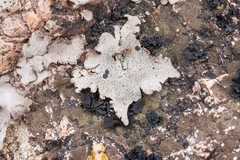 Dermatocarpon miniatum