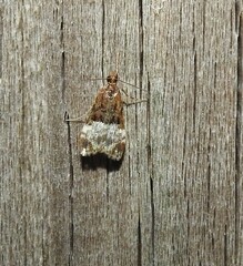 Scoparia minusculalis