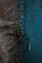 Physocyclus globosus