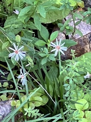 Ampelaster carolinianus