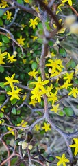 Corokia cotoneaster