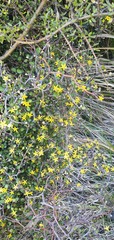 Corokia cotoneaster