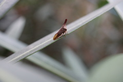 Membracidae