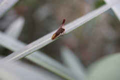 Membracidae