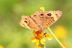 Junonia neildi varia