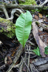 Rumex britannica