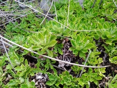 Osmitopsis dentata