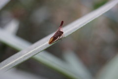 Membracidae