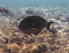 Acanthurus sohal