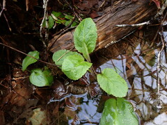 Stachys chamissonis