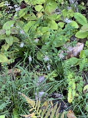 Ampelaster carolinianus