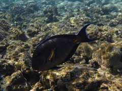 Acanthurus sohal