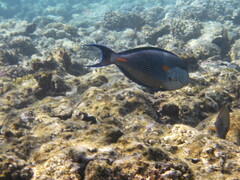 Acanthurus sohal
