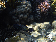 Cephalopholis argus