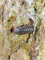 Porcellio dispar