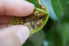 Thysanoptera