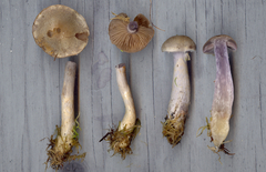 Cortinarius ionophyllus