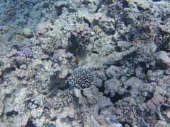 Pygoplites diacanthus