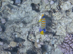 Pygoplites diacanthus