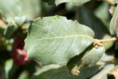 Quercus rugosa