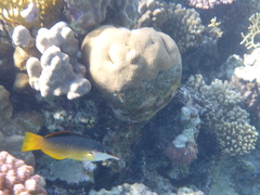 Gomphosus klunzingeri