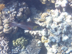 Monotaxis grandoculis