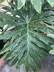 Philodendreae