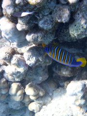 Pygoplites diacanthus