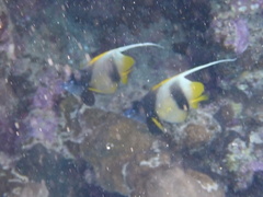 Heniochus intermedius