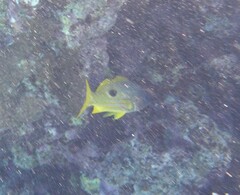 Lutjanus ehrenbergii